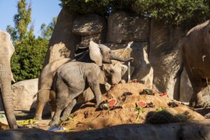 Primer cumpleaños de la elefanta Makena